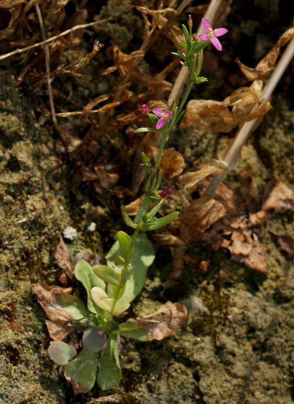 Centaurium erythraea a fiori tetrameri