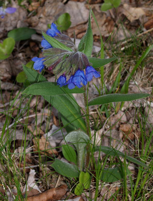 Pulmonaria australis