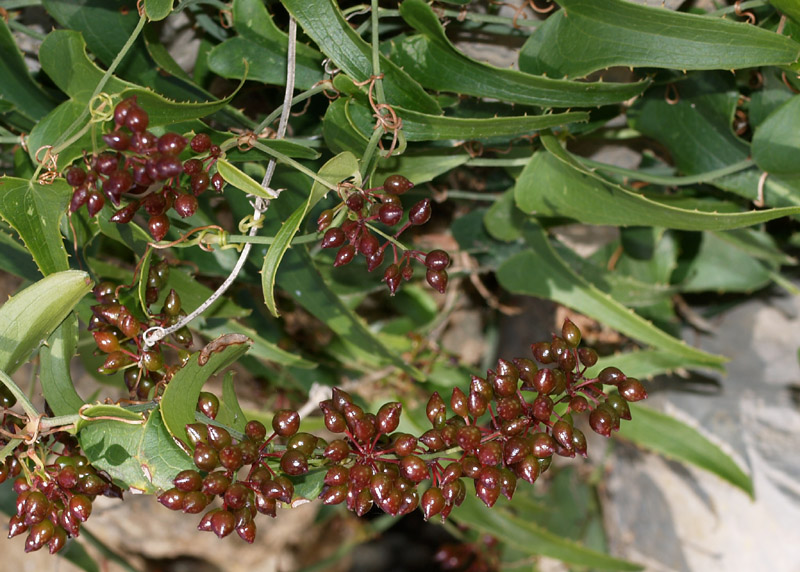 Smilax aspera