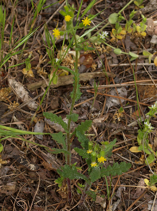 Senecio lividus