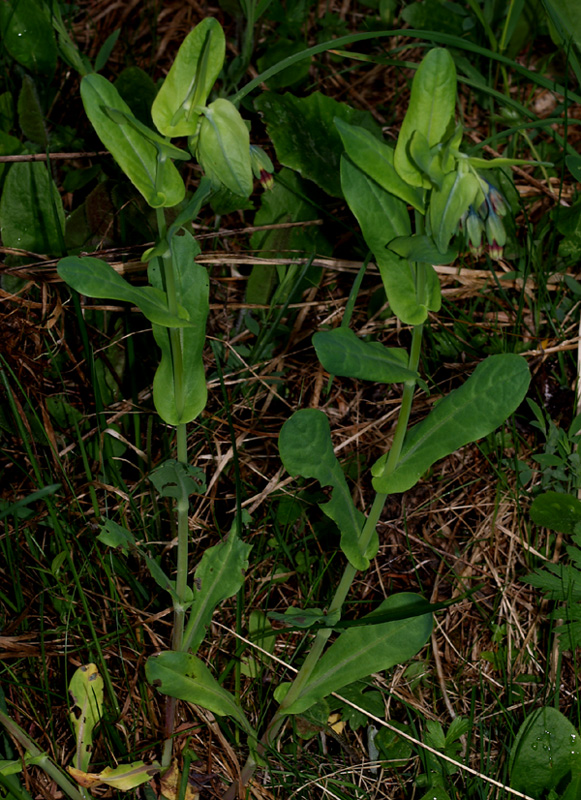 Cerinthe alpina (=C.glabra) / Erba vajola alpina