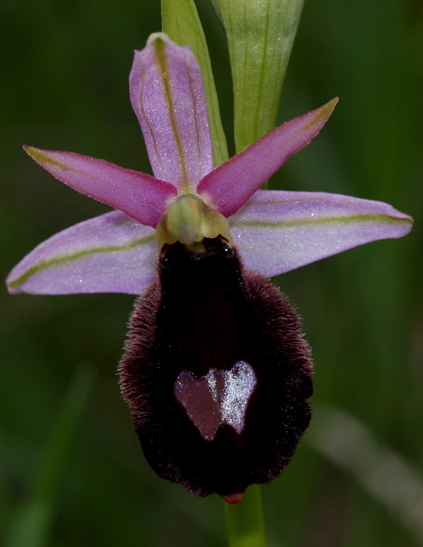 Ophrys benacensis