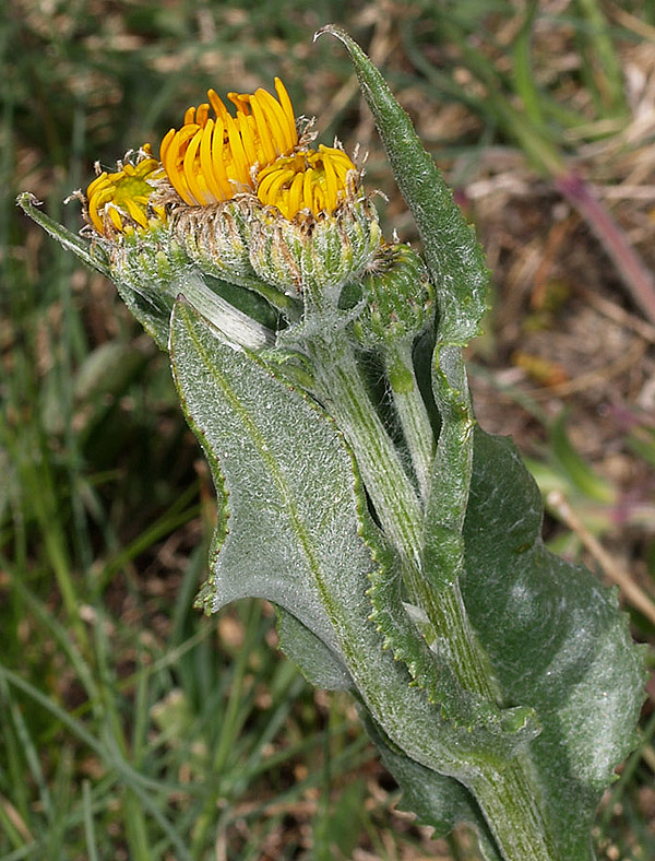 Tephroseris longifolia subsp. gaudinii