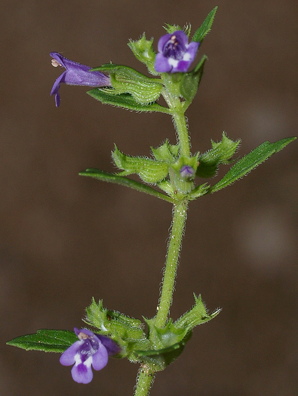 Ziziphora acinos (=Clinopodium =Acinos arvensis) / Acino annuale