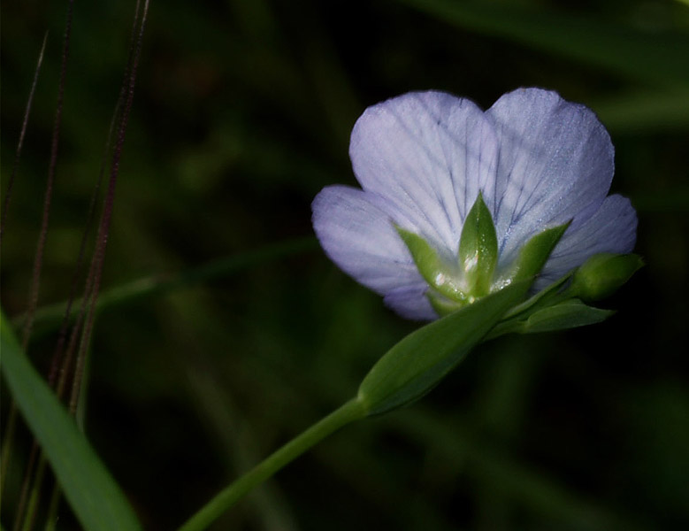 Linum bienne