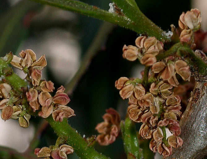 Pistacia lentiscus