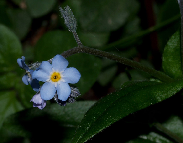 Myosotis