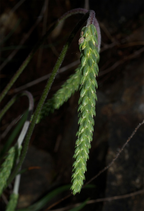 Plantago sp.