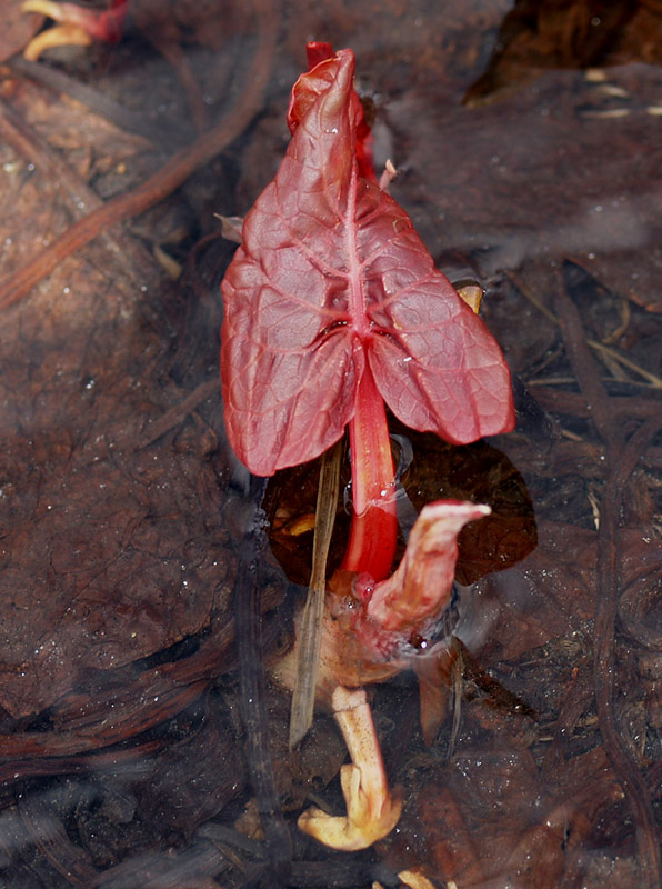 Rumex cfr. alpinus