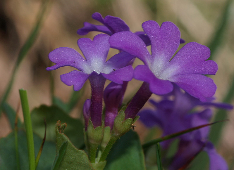 Primula pedemontana / Primula piemontese