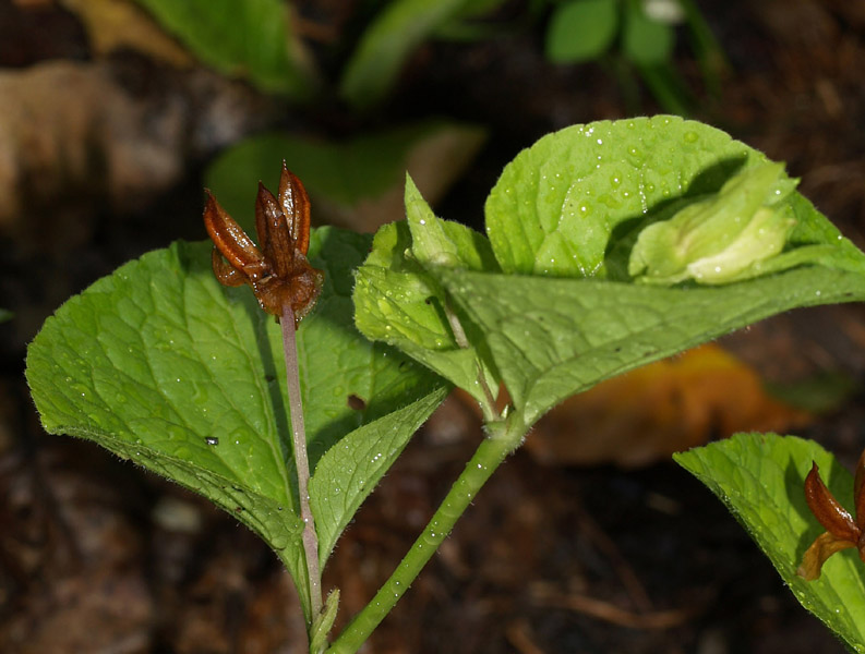 Viola sp.