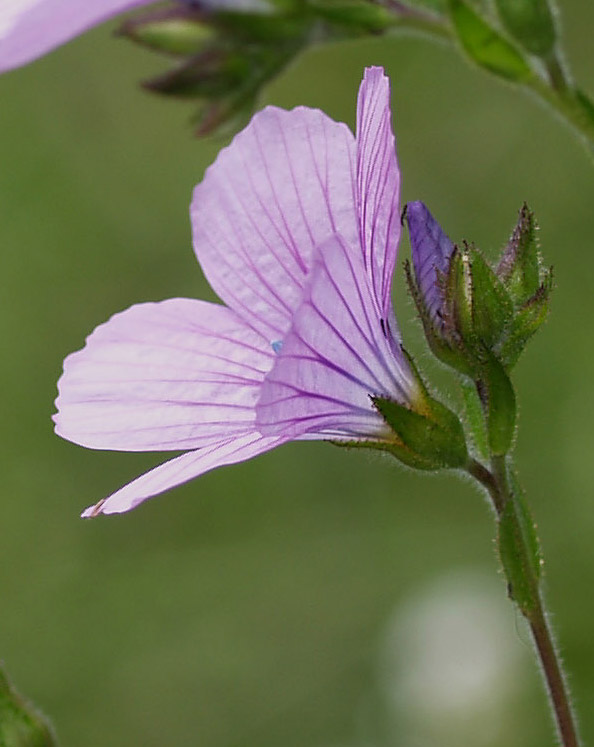 Linum viscosum / Lino malvino