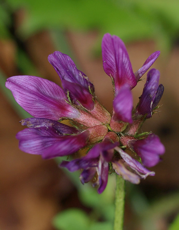 Astragalus hypoglottis