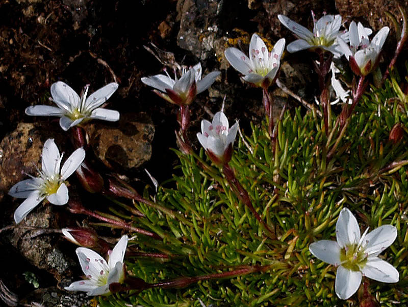 Minuartia