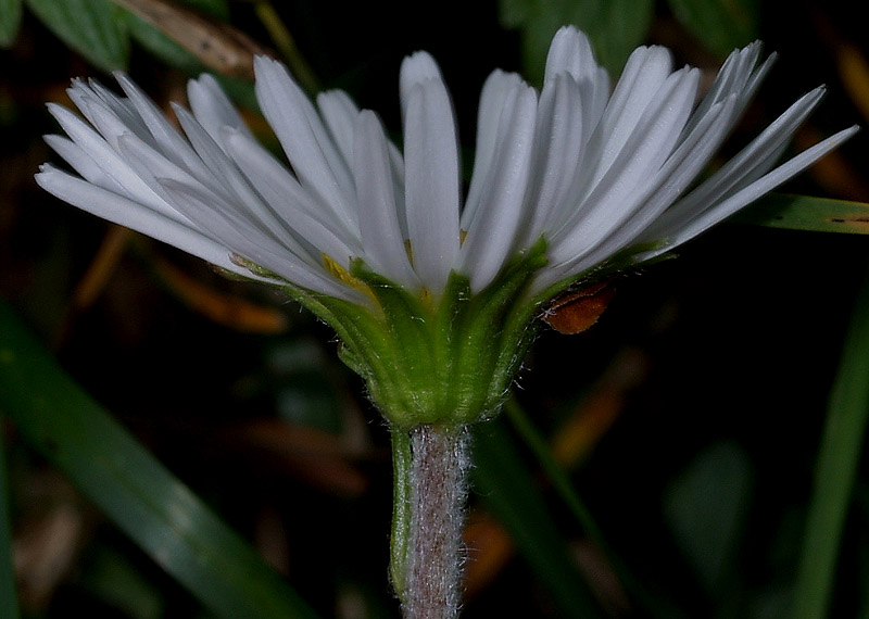 Asteracea