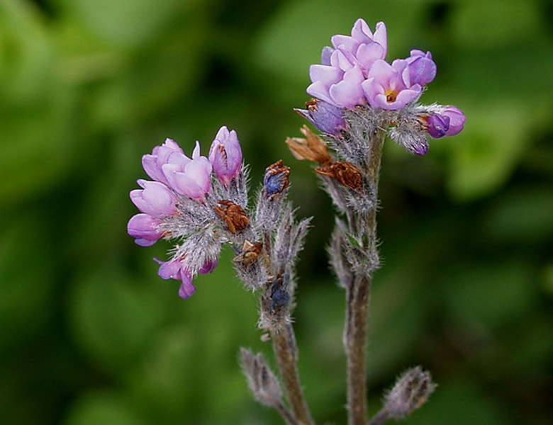 Myosotis?