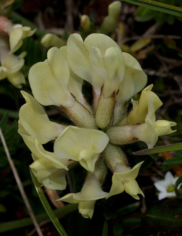 Oxytropis campestris / Astragalo villoso