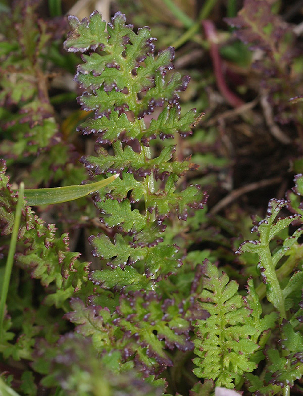 Pedicularis rostratocapitata / Pediculare a spiga breve