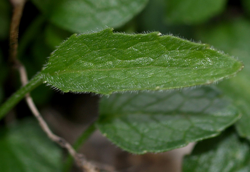 Phyteuma sieberi / Raponzolo di Sieber