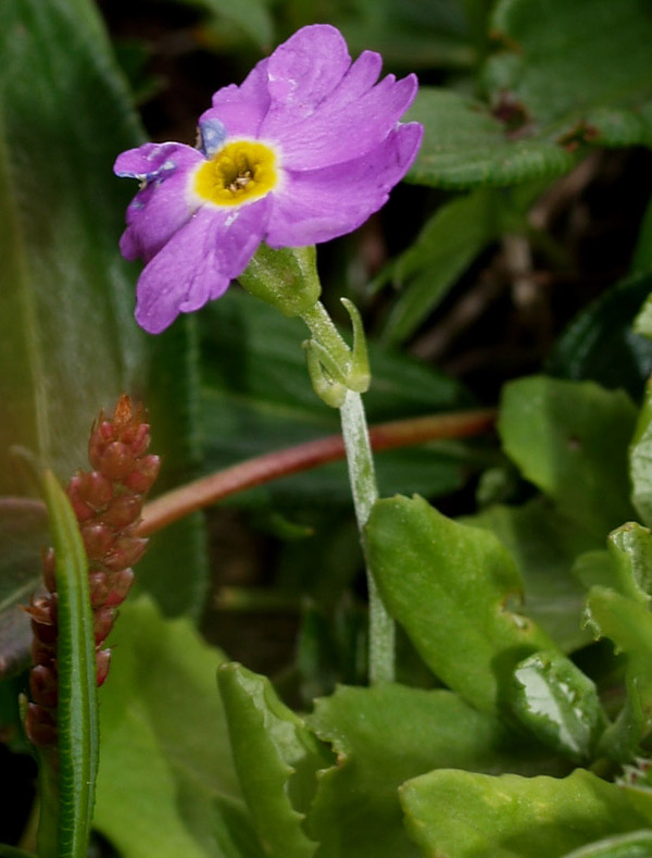 Primula