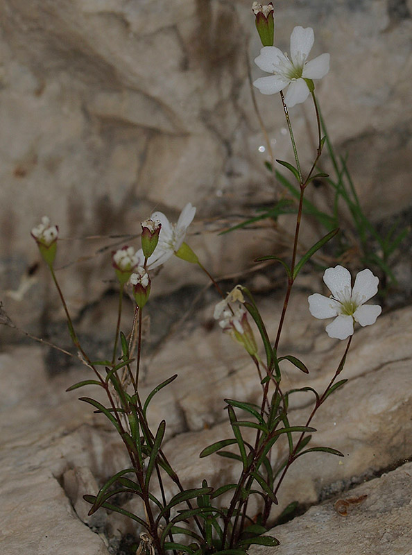 Caryophyllacea: Silene pusilla