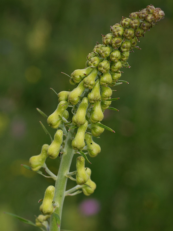 Aconitum lycoctonum / Aconito strozzalupo