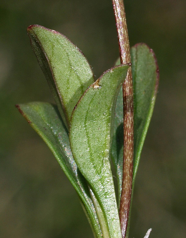 Valeriana saxatilis / Valeriana delle rupi