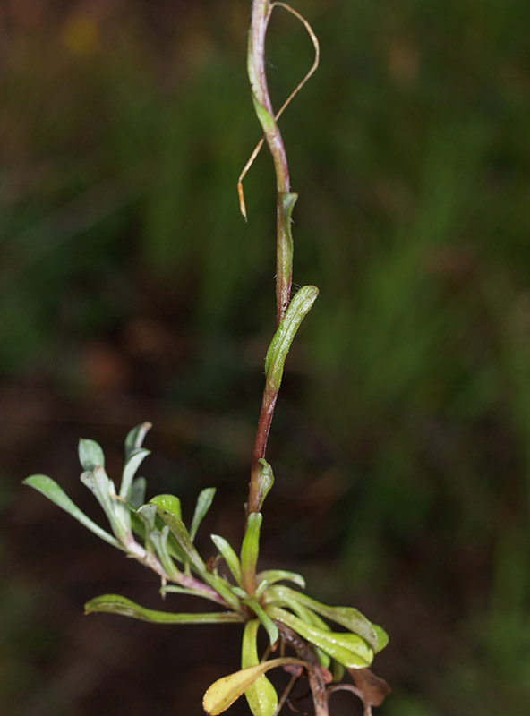 Antennaria dioica