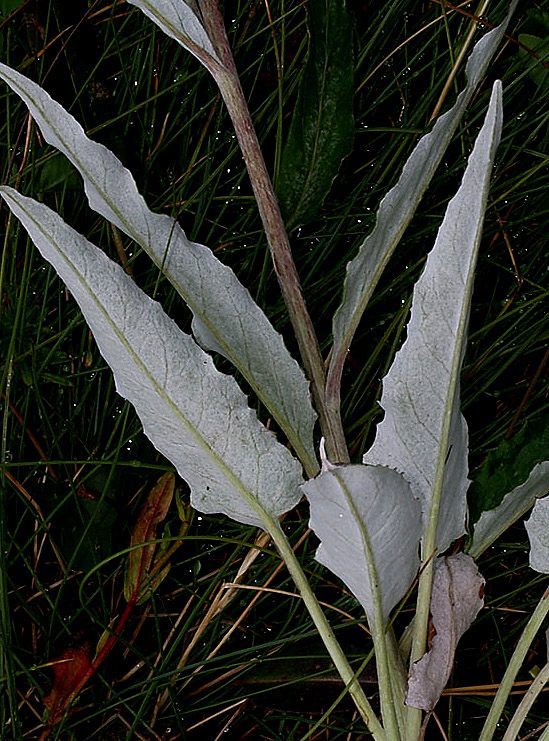 Saussurea discolor / Saussurea  a foglie discolori