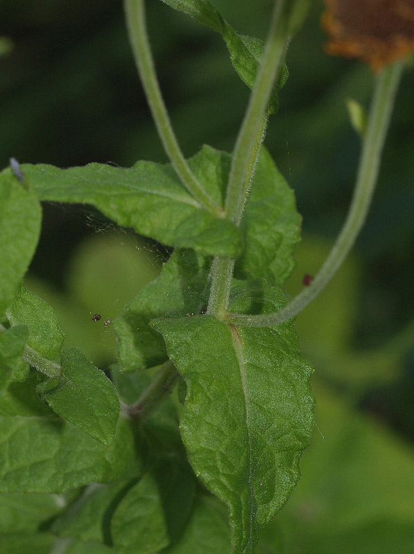 Pulicaria dysenterica / Incensaria comune