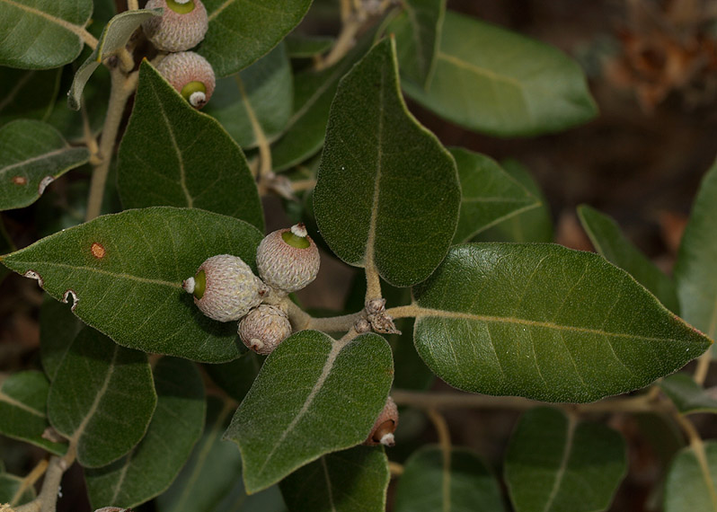 Quercus ilex