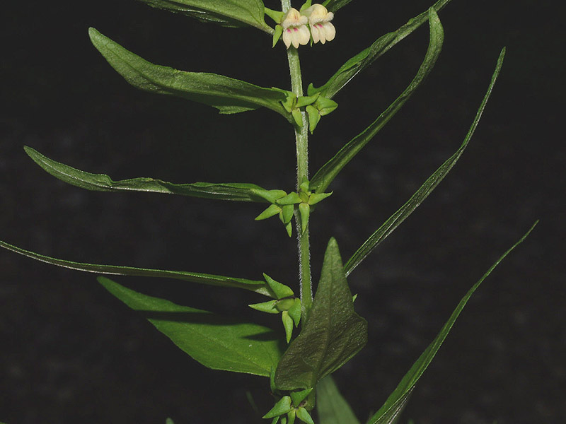 Melampyrum sylvaticum