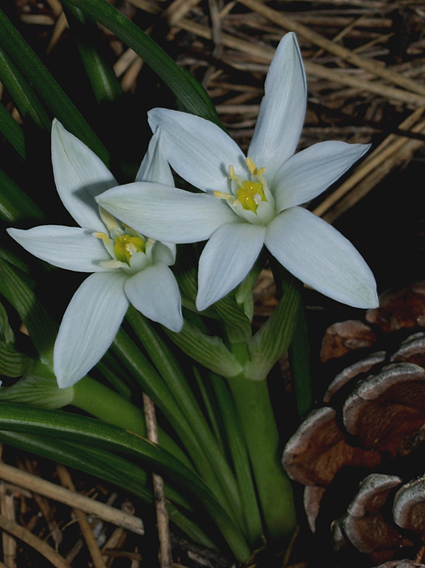 Ornithogalum exscapum