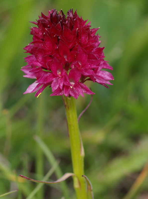 Nigritella