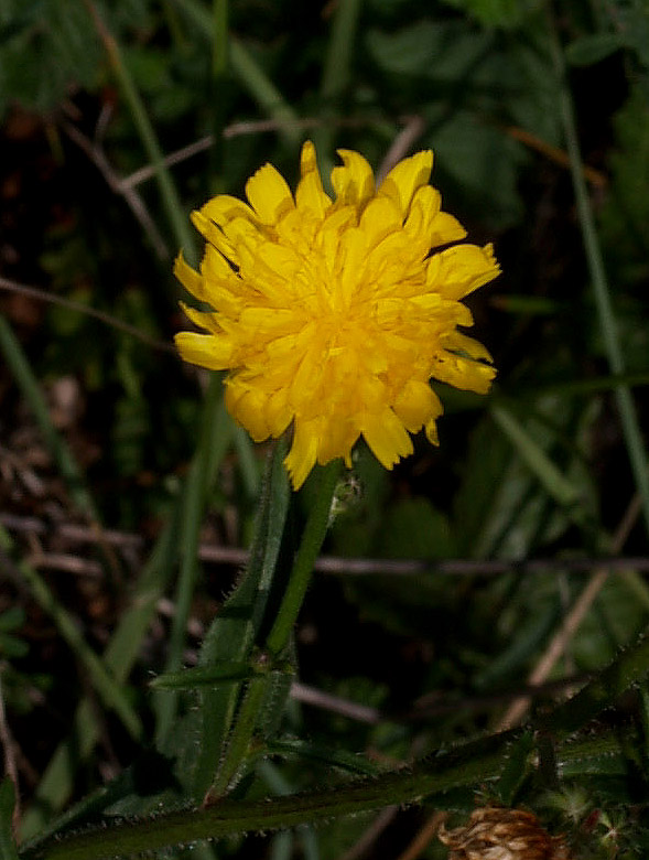 Picris hieracioides  / Aspraggine comune