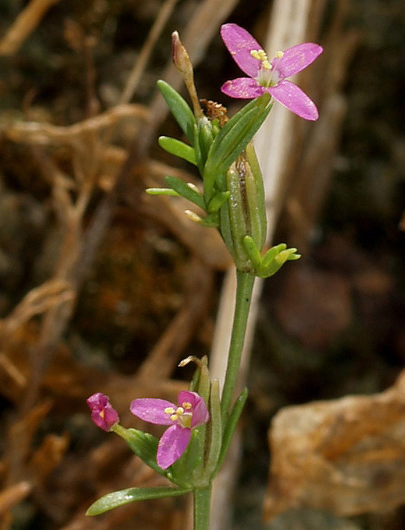 Centaurium erythraea a fiori tetrameri