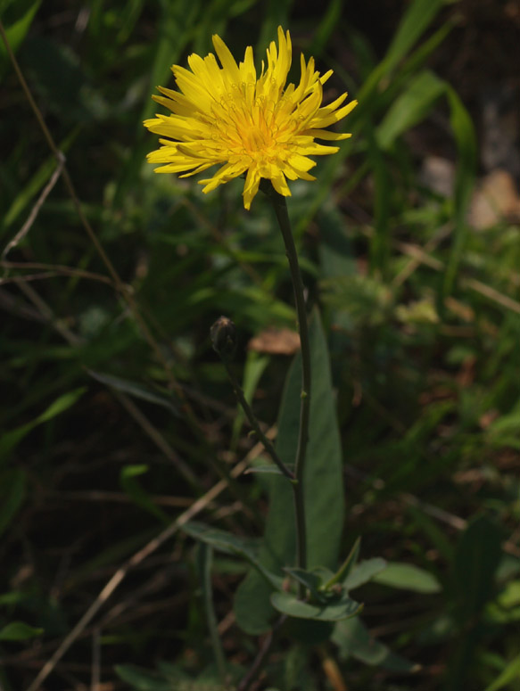 Reichardia picroides / Grattalingua comune