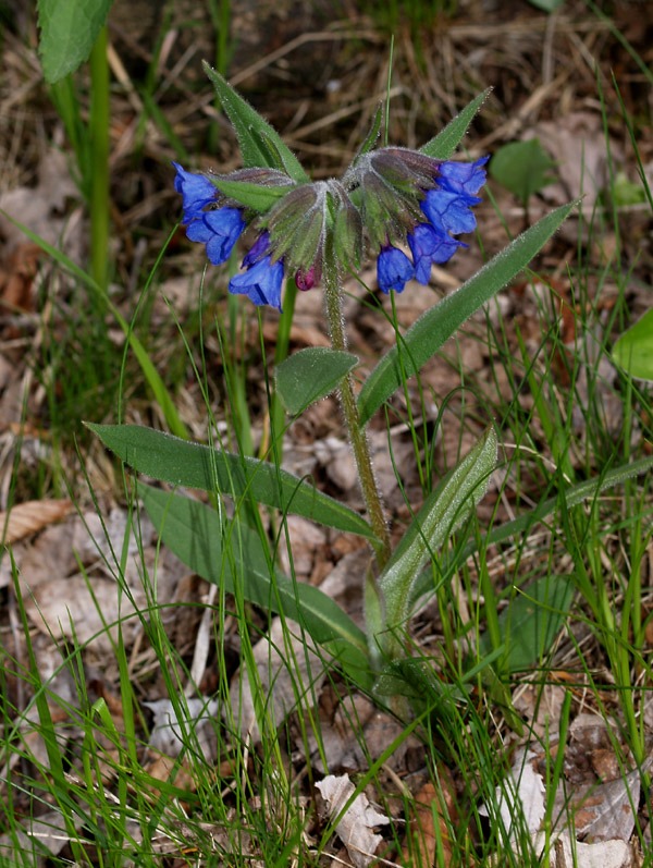 Pulmonaria australis