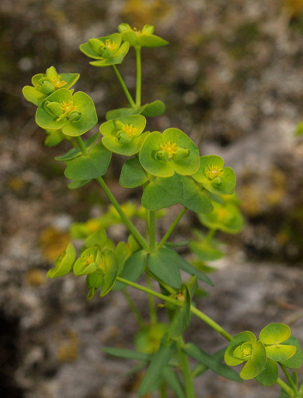 Euphorbia amygdaloides