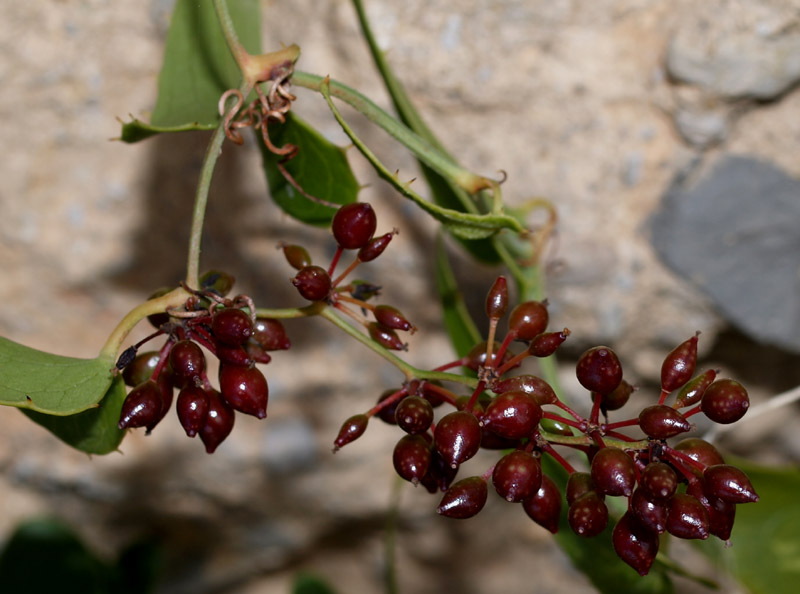 Smilax aspera