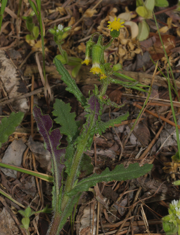 Senecio lividus