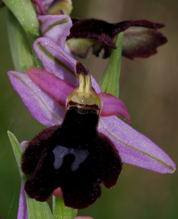 Ophrys benacensis