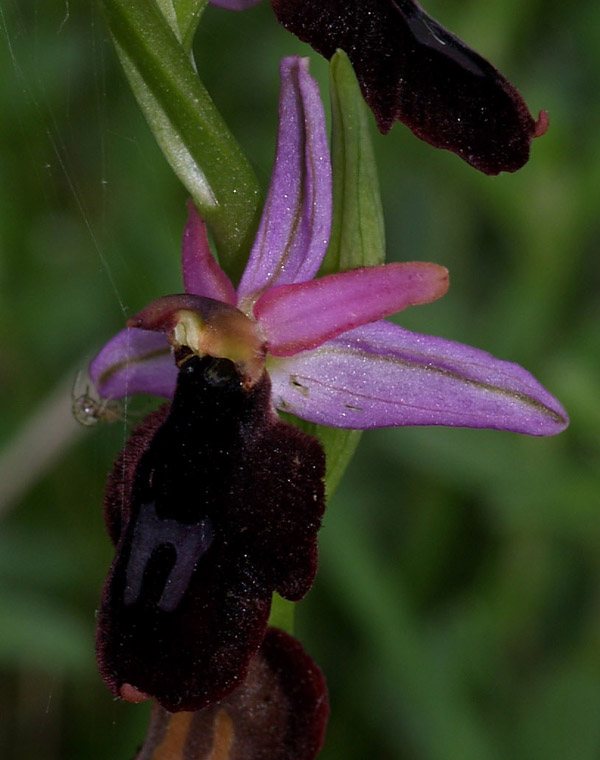 Ophrys benacensis