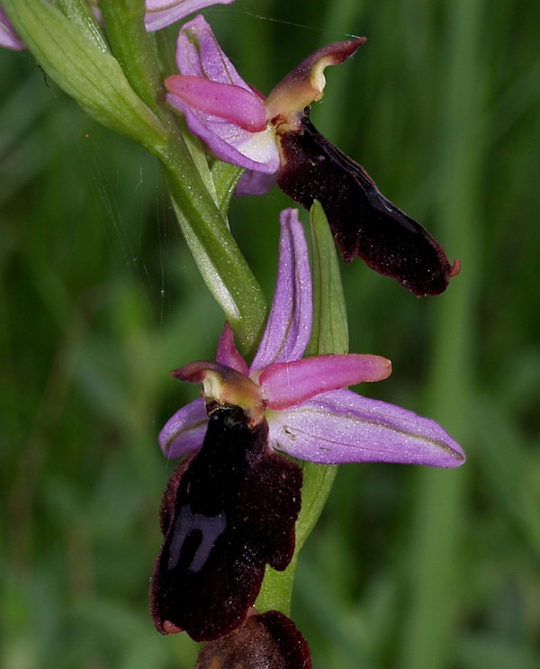 Ophrys benacensis