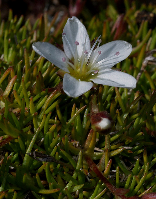 Minuartia