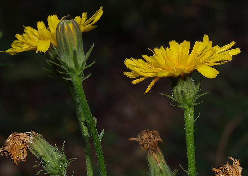 Picris hieracioides  / Aspraggine comune