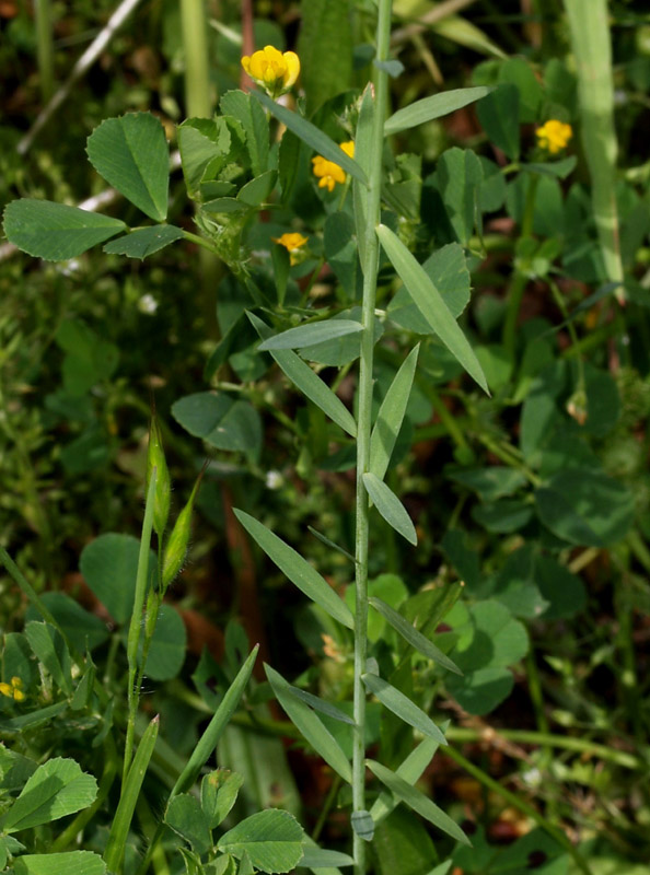 Linum bienne