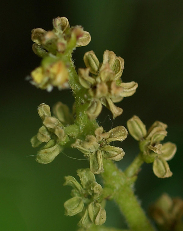 Pistacia lentiscus