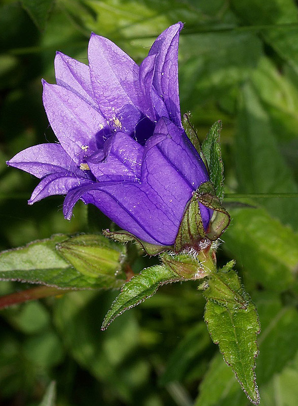 Lusus: Campanula cfr latifolia