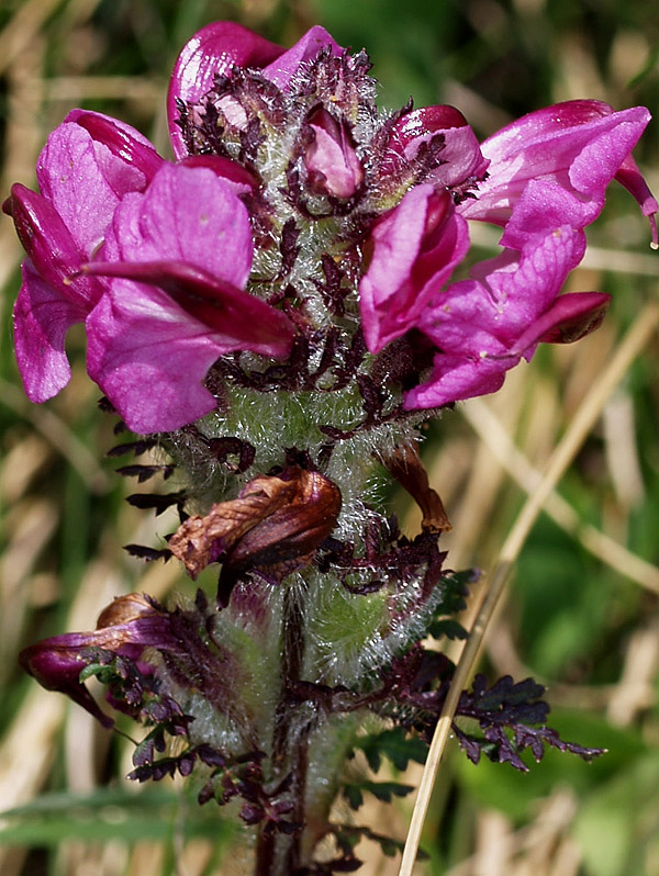 Pedicularis rosea